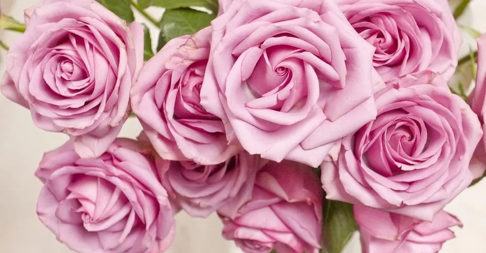 กุหลาบสีชมพูอมม่วงบานหลายดอก ภาพแบนเนอร์ดอกไม้วาเลนไทน์
